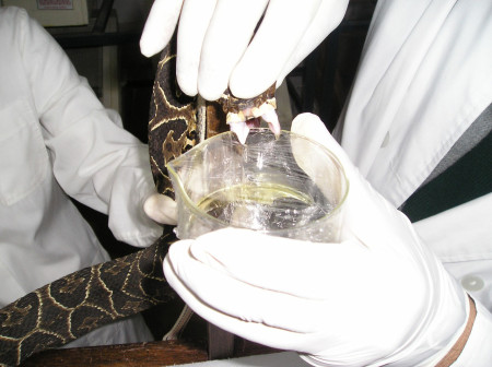 Evalúan estudio de la UNNe que repara daños producidos por el veneno de yarará